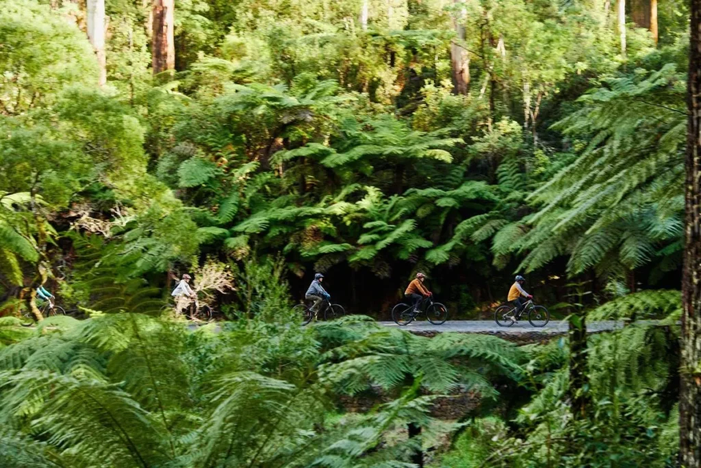 Warburton Rail Trail