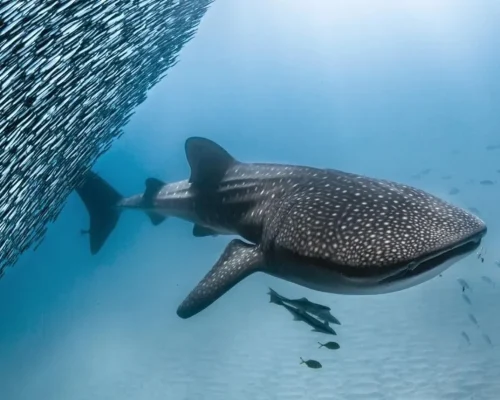 Whale Shark Tours
