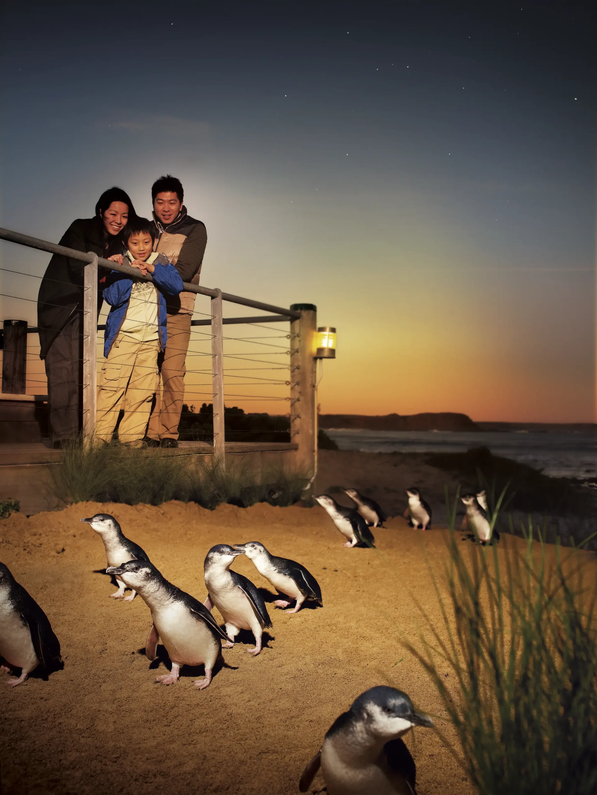 phillip island day tour