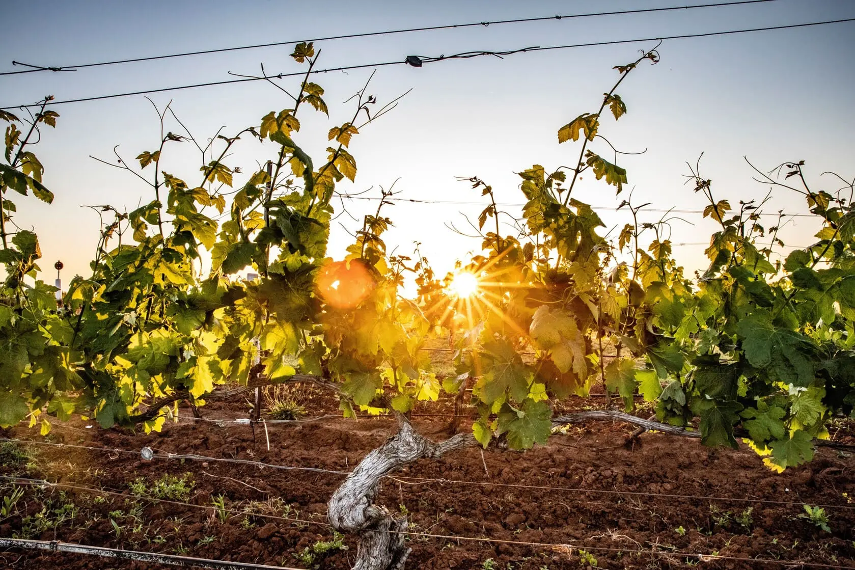 hunter valley wine tours