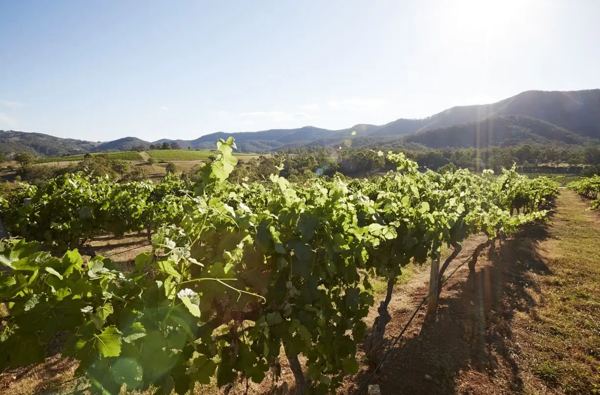hunter valley tours