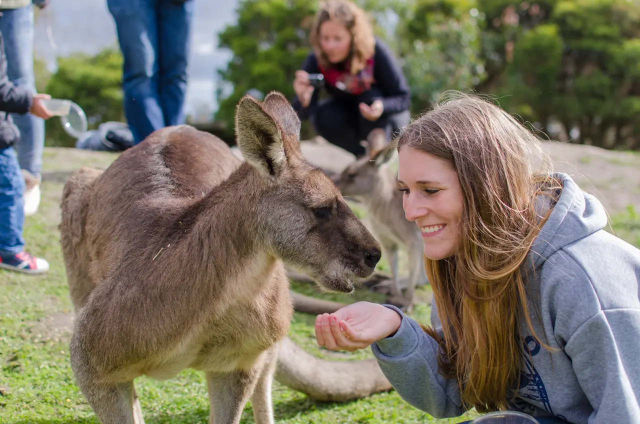 phillip island penguin tour