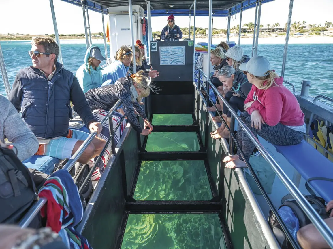 exmouth whale shark tours