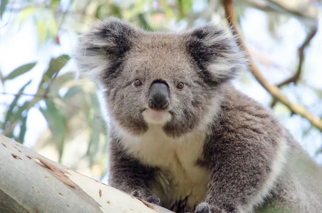 great ocean road tours