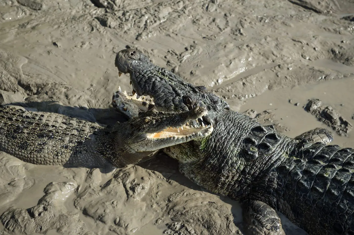 darwin crocodile tour