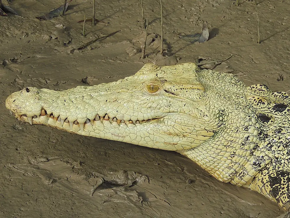crocodile tours darwin