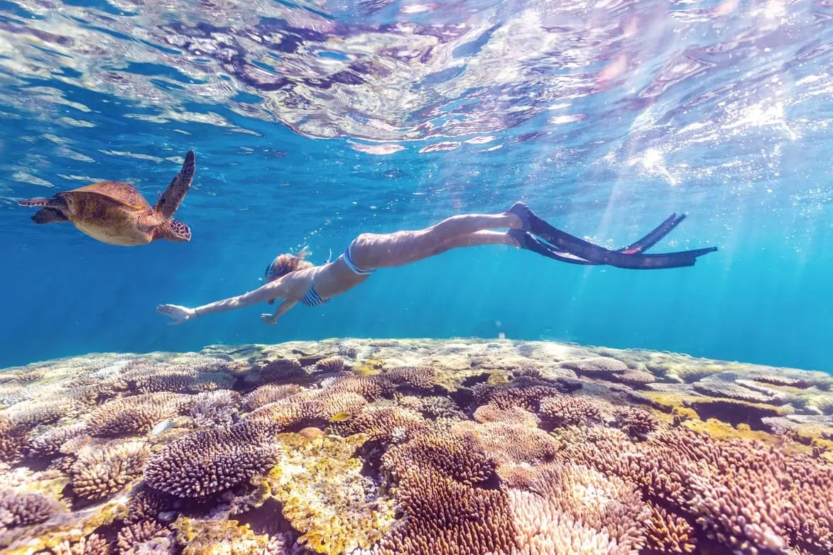 ningaloo whale shark tours