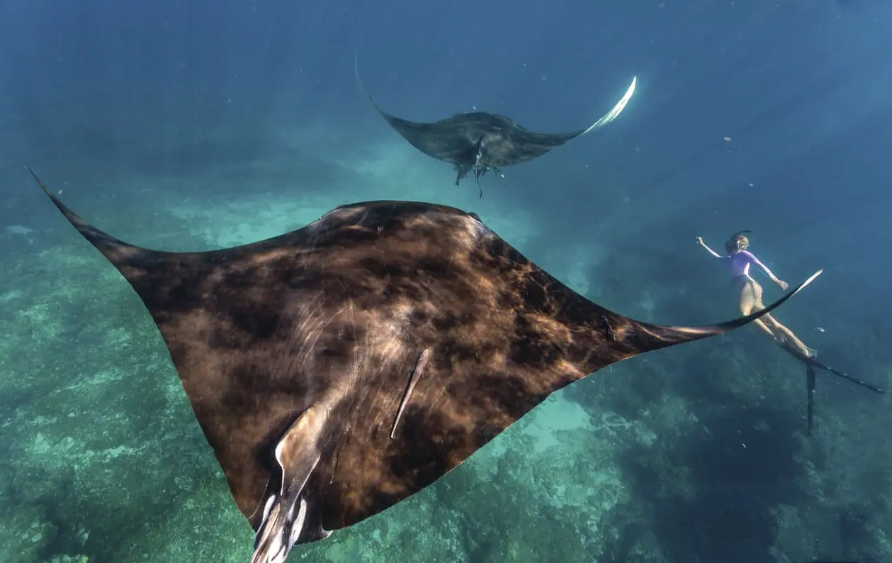 whale shark tours exmouth