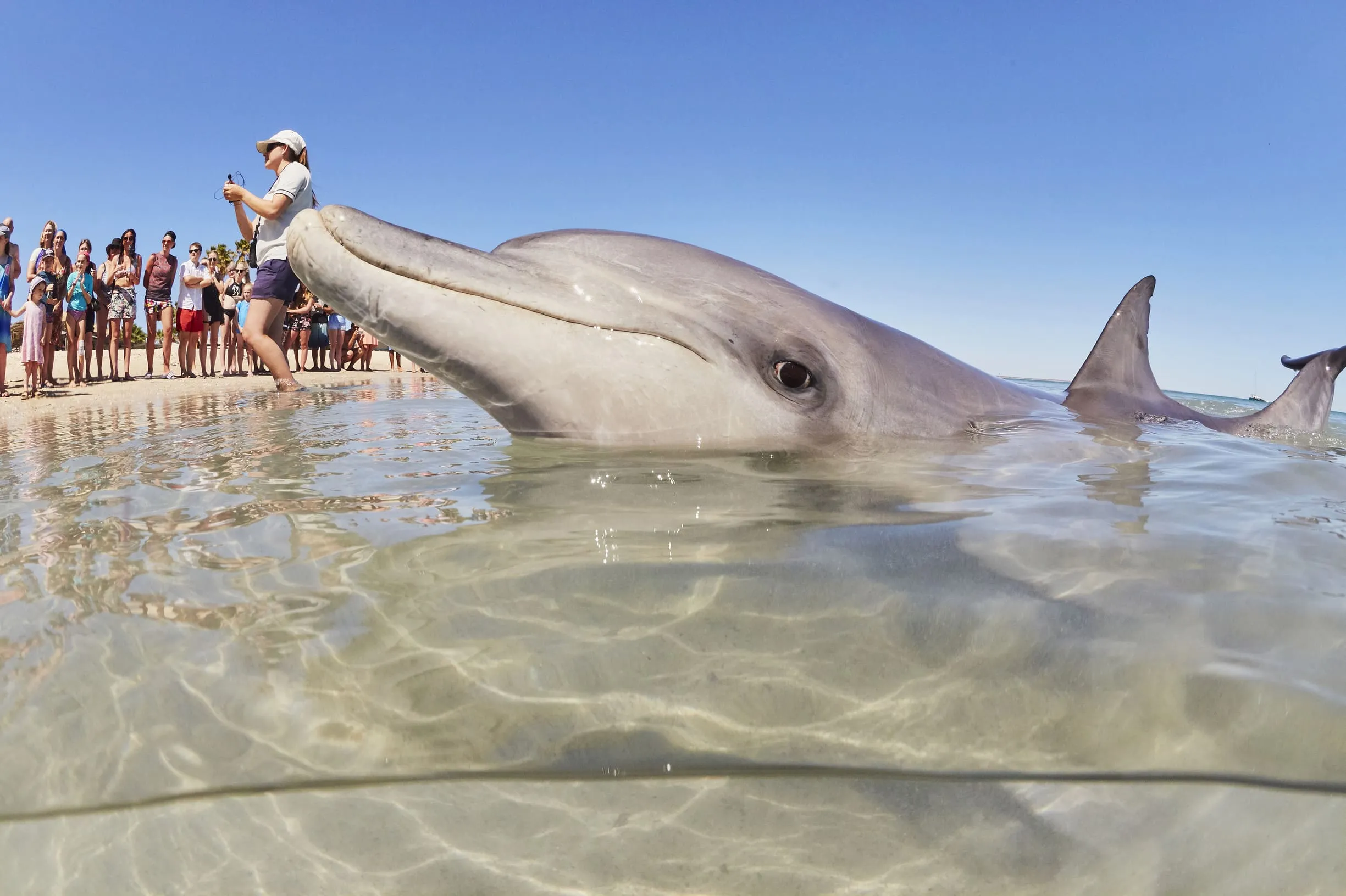 whale shark tours