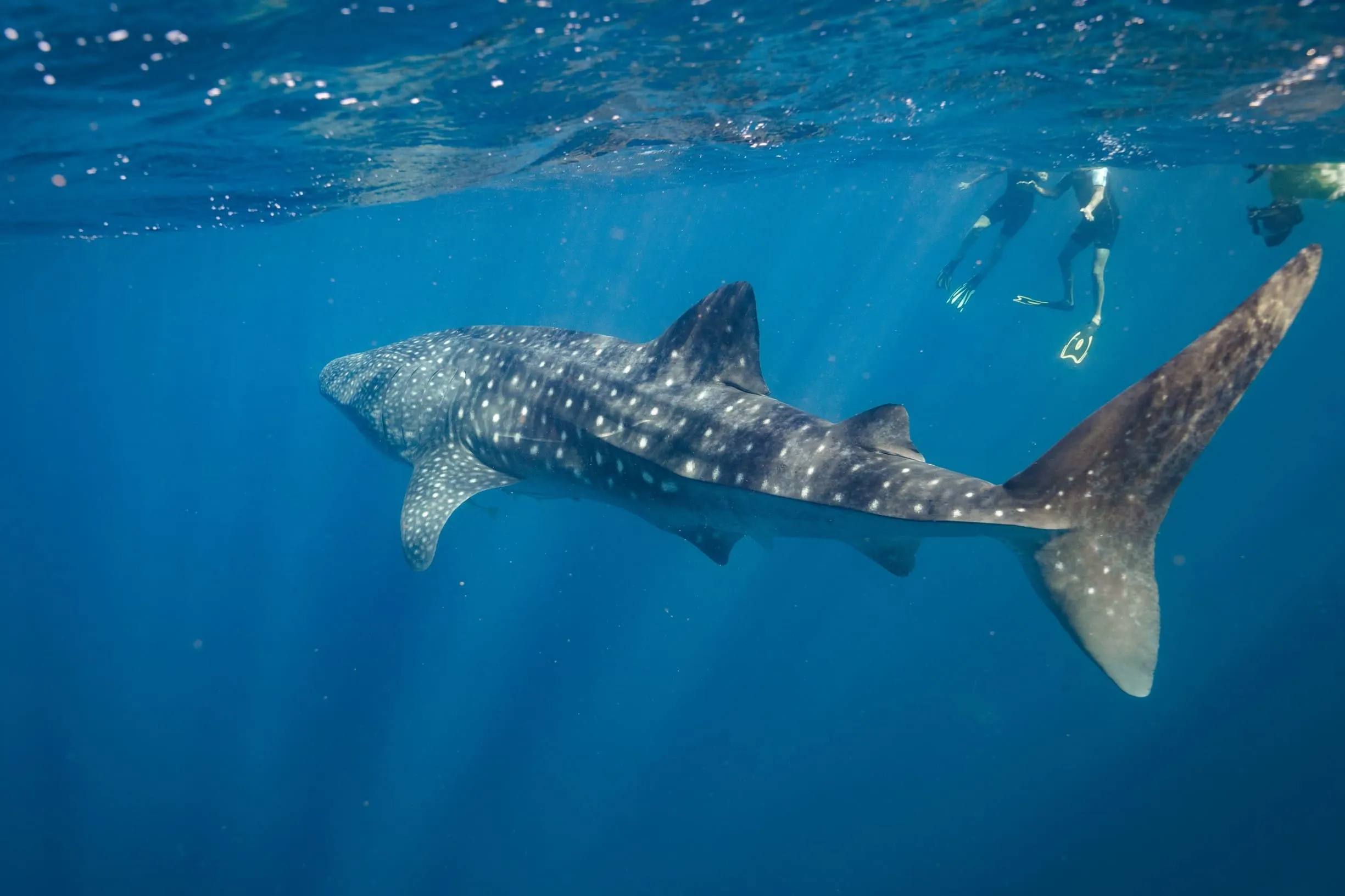 whale shark tours ningaloo reef