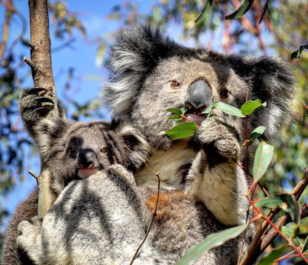great ocean road b tours