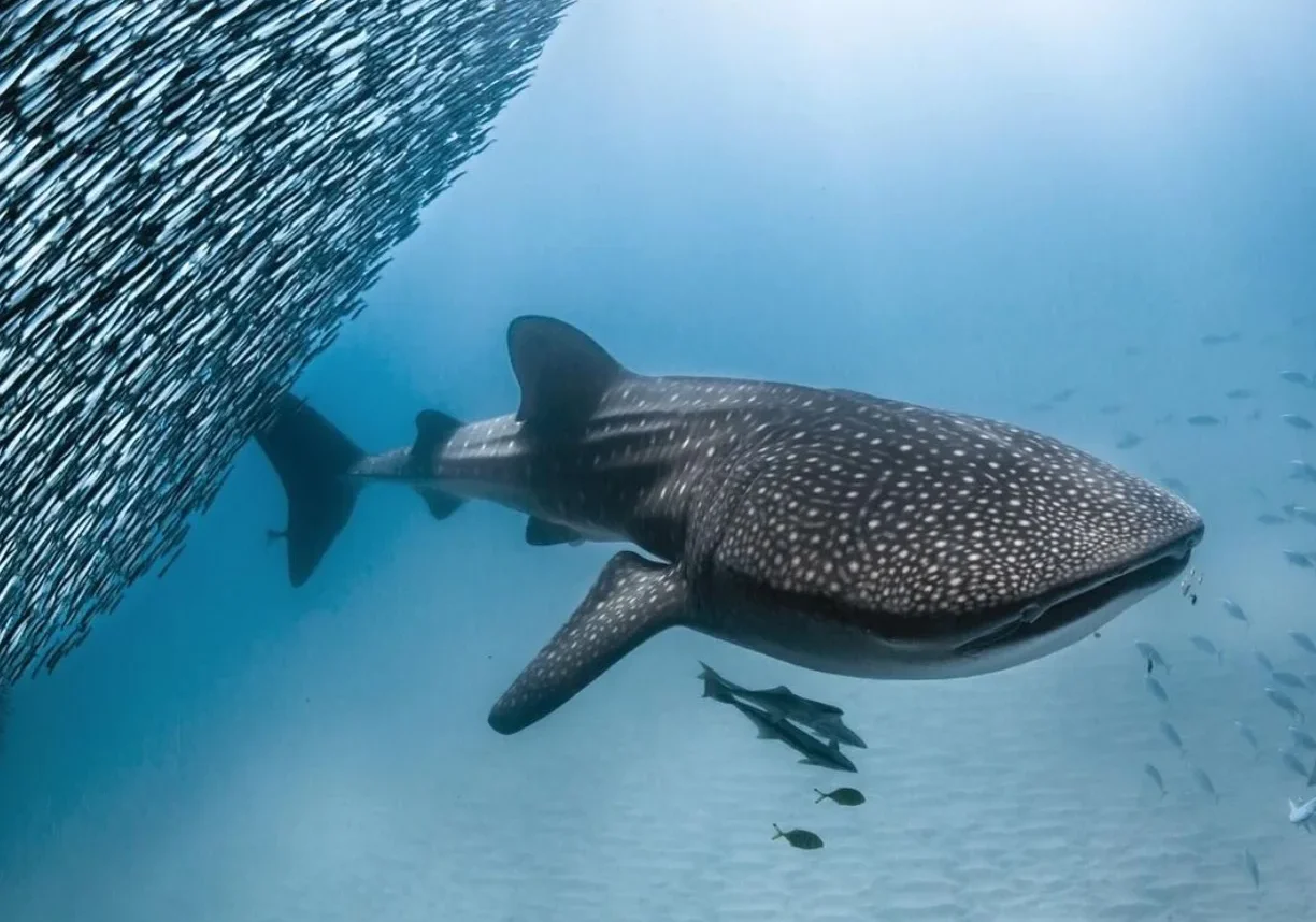 Whale Shark Tours