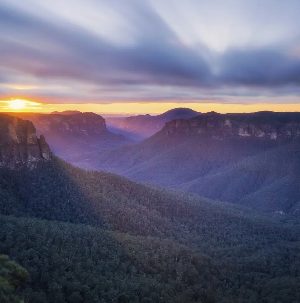 Eucalypt Forests