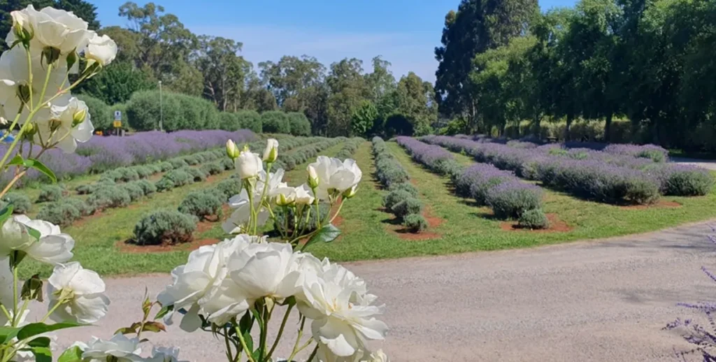 Exploring Yarra Valley’s Lavender Farms