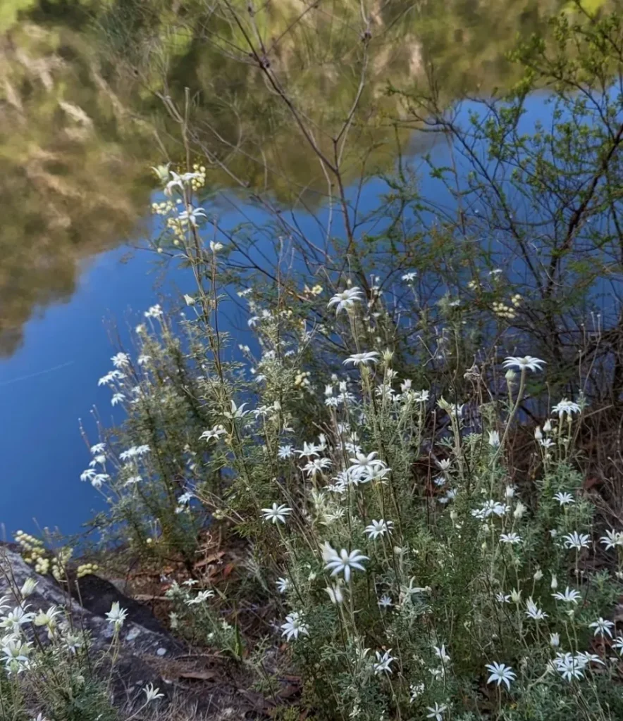Flannel Flower
