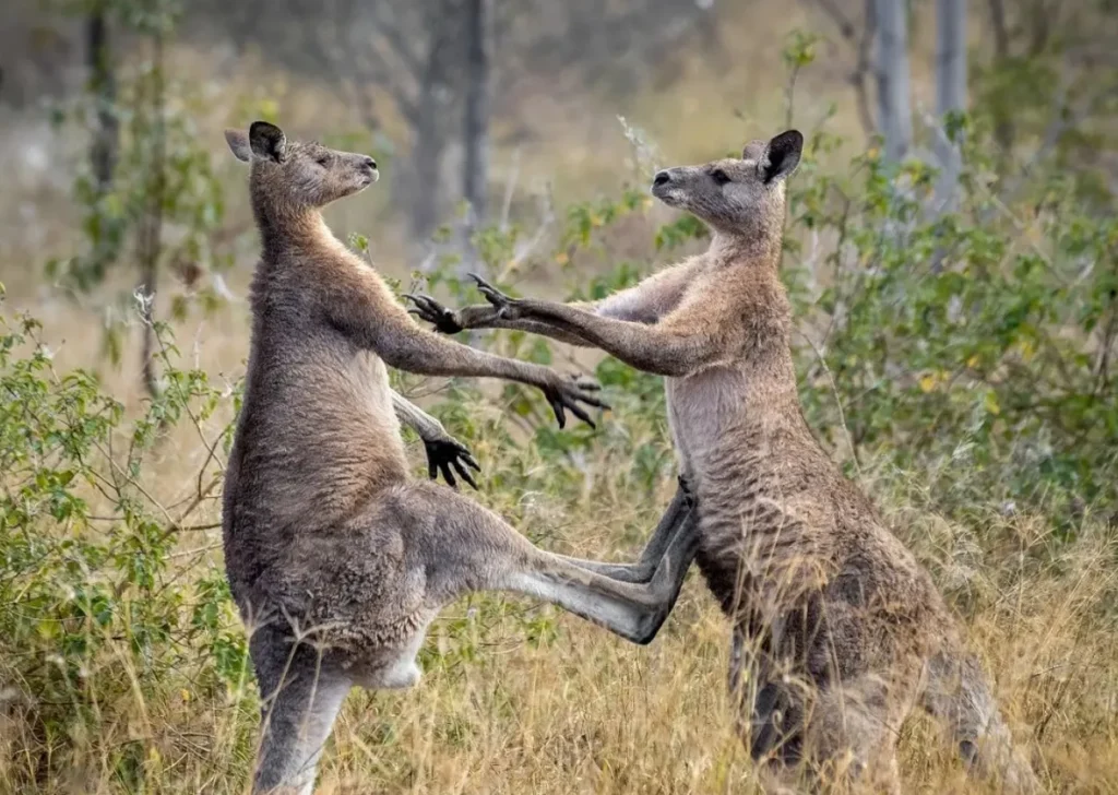 Grey kangaroos
