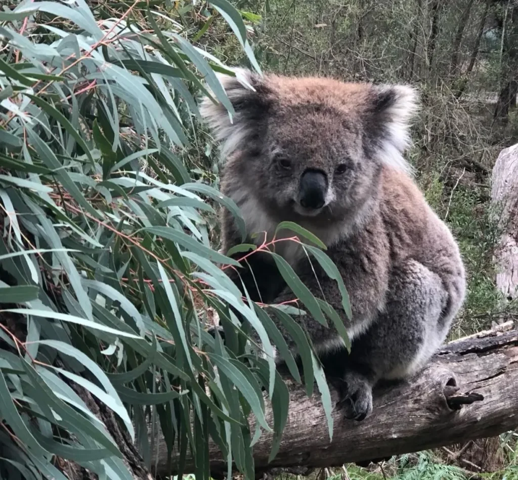 Koala Conservation Centre