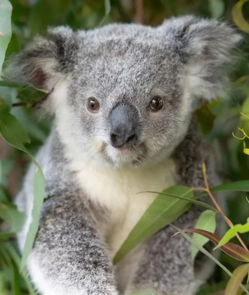 Koalas