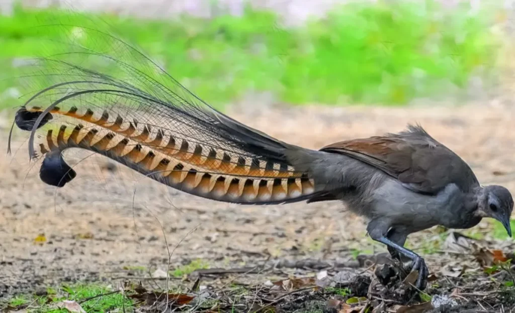 Lyrebird
