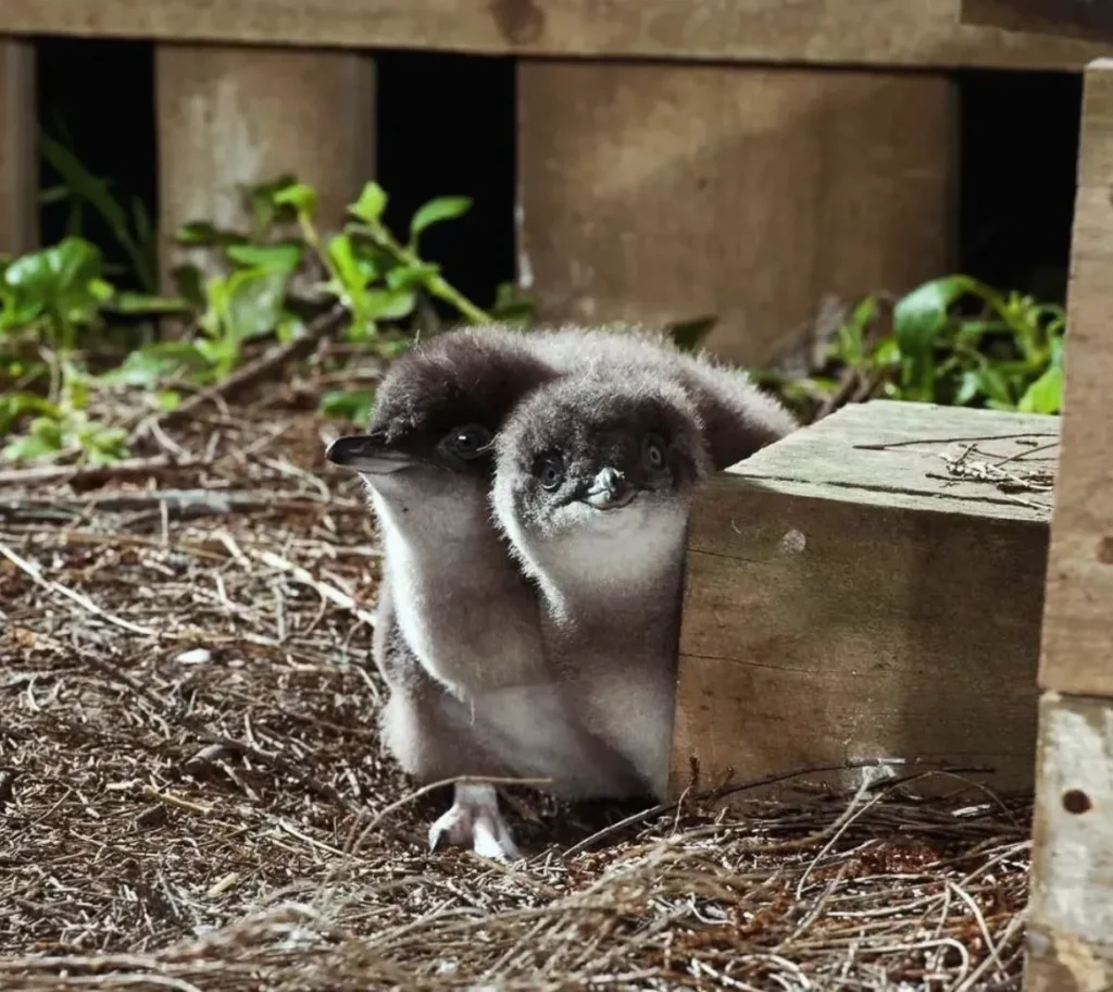 Penguin Parade