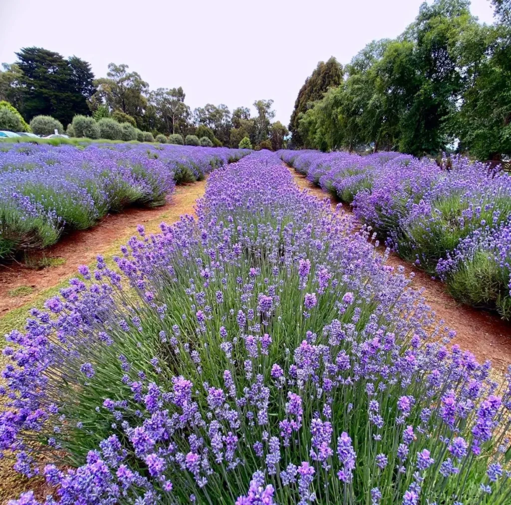 Warratina Lavender Farm