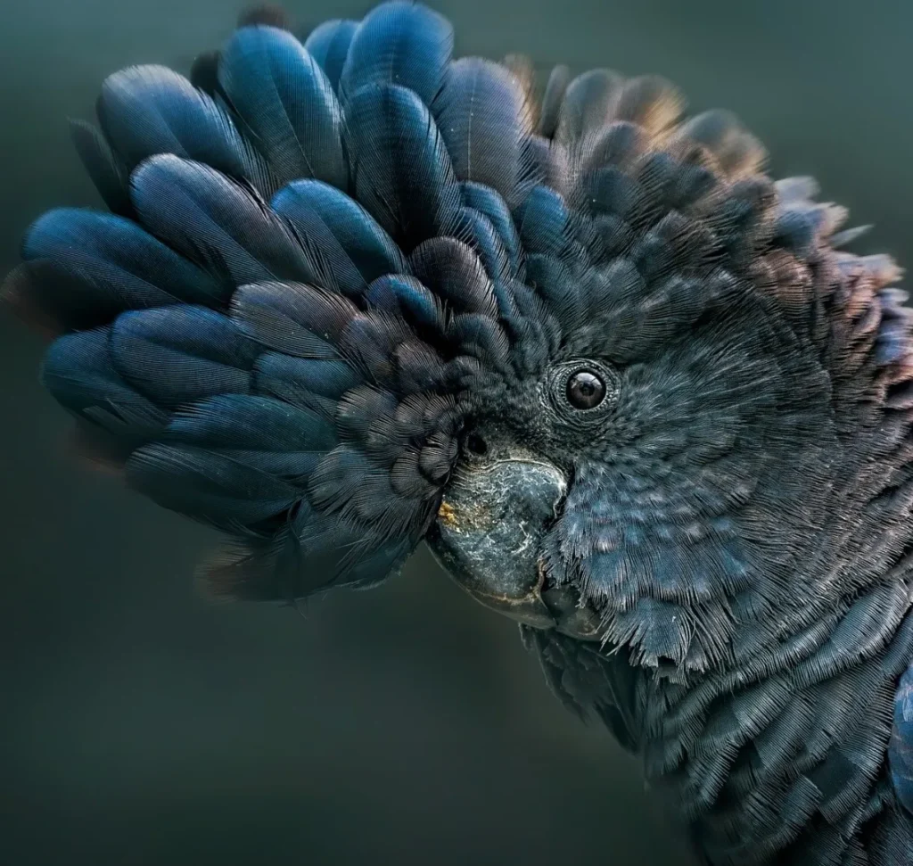 black cockatoo